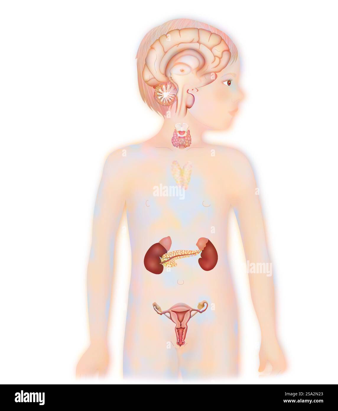 Endokrine Drüse, Illustration. Stockfoto
