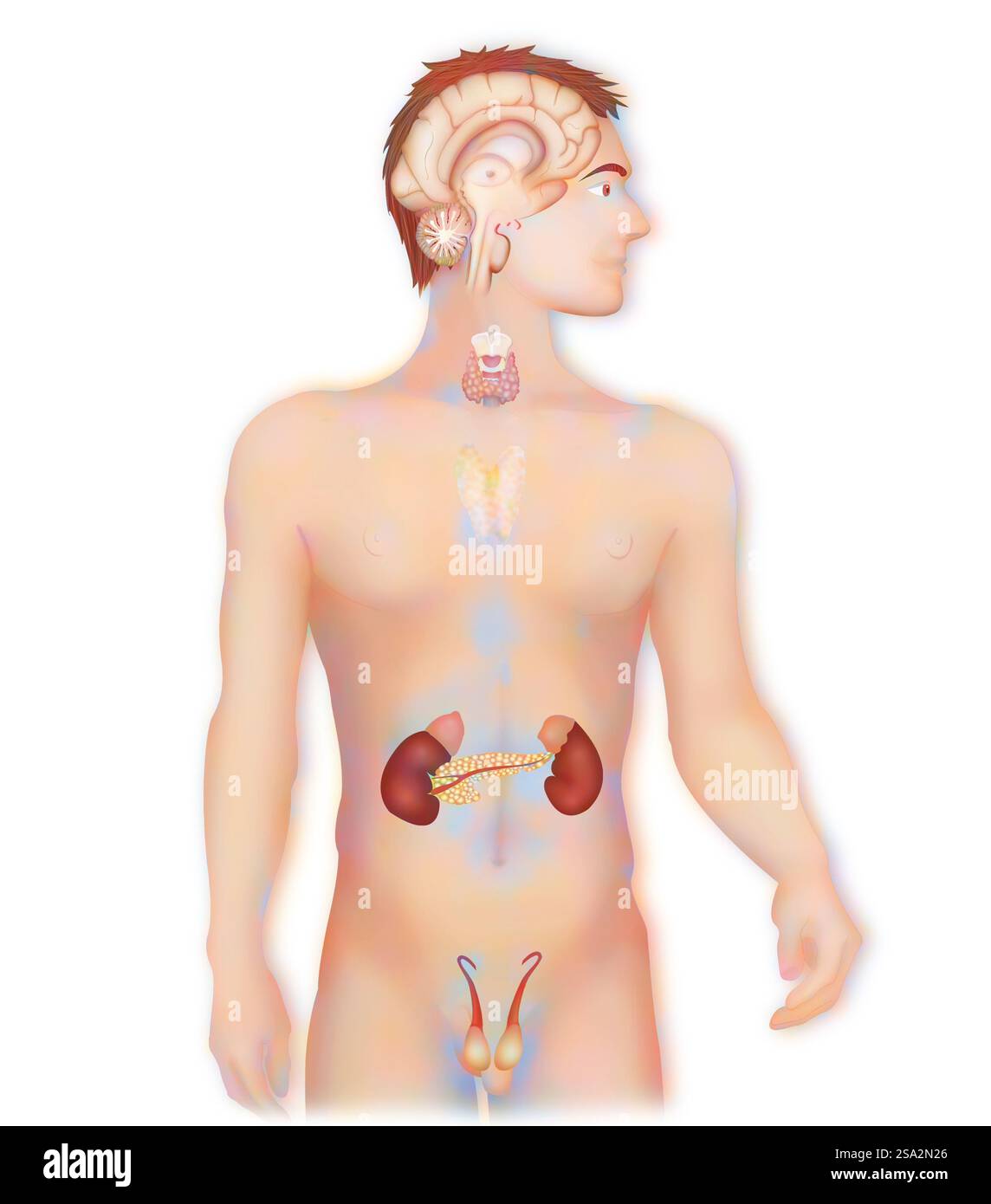 Endokrine Drüse, Illustration. Stockfoto