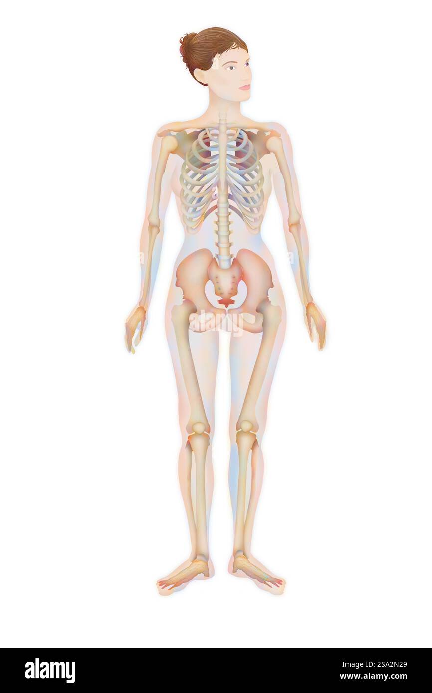 Skelett, Illustration. Stockfoto