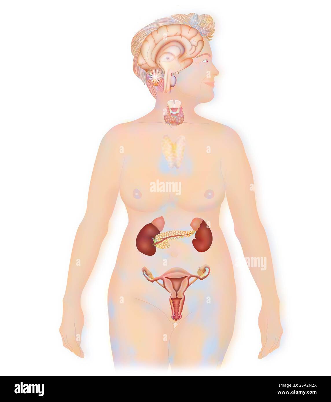 Endokrine Drüse, Illustration. Stockfoto