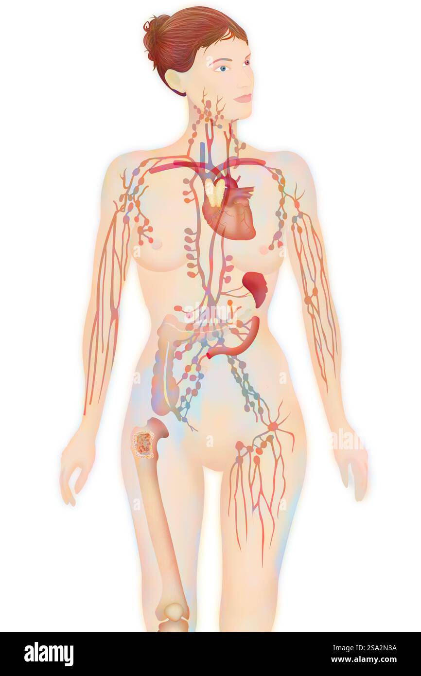 Zeichnung des Lymphsystems. Stockfoto