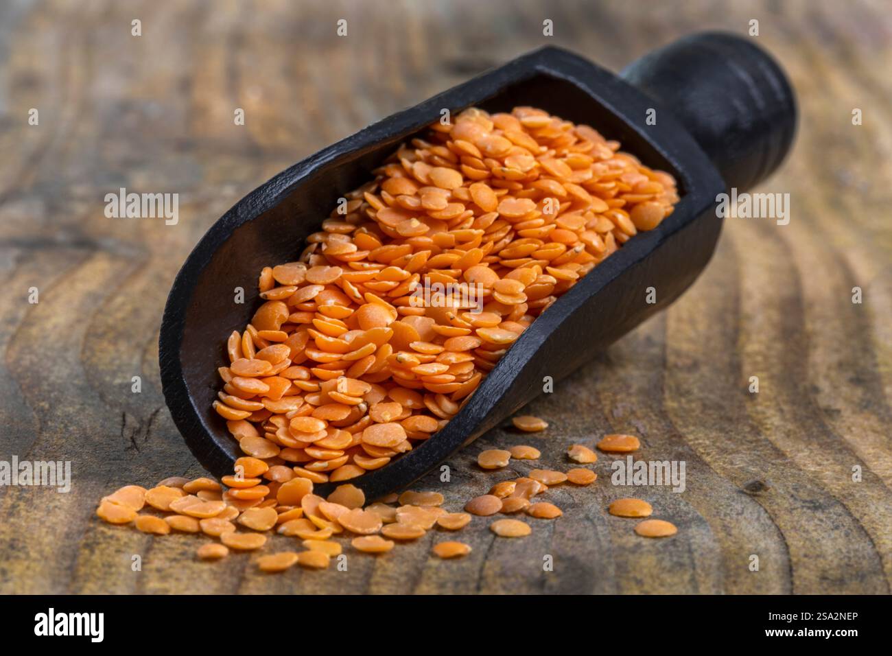 Korallenlinsen. Stockfoto