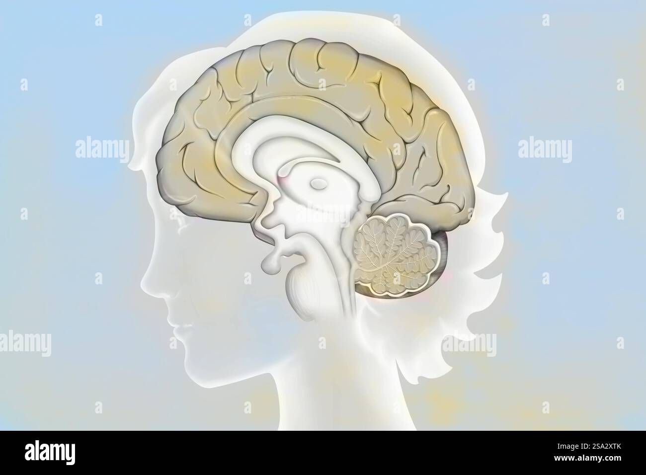 Anatomie des medianen Hirnschnitts mit: - Der Großhirnrinde, - dem Zwischenhirn und der Hypophyse, - dem Kleinhirn, - dem Hirnstamm. Anato Stockfoto