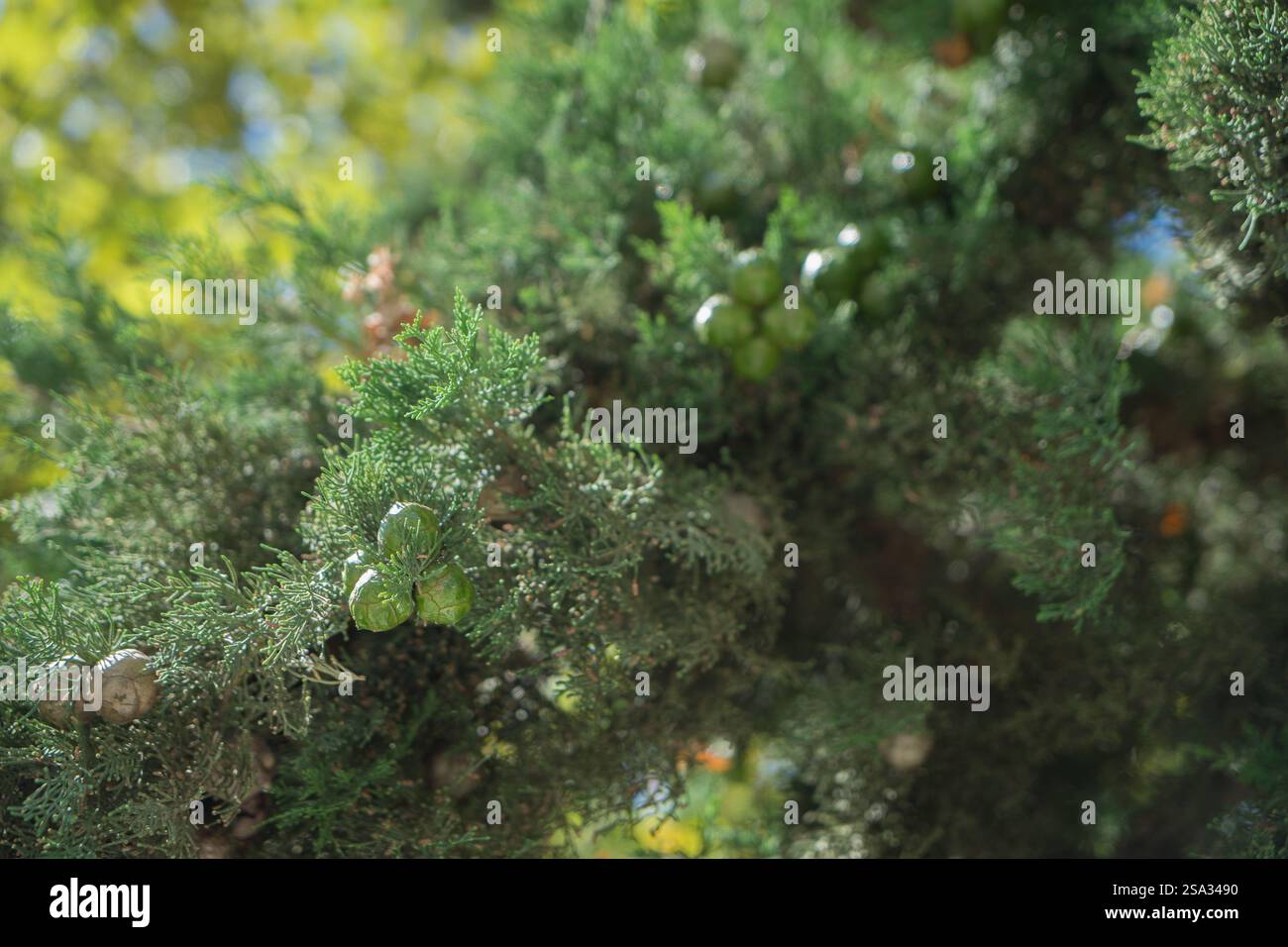 Cupressus sempervirens, mediterrane Zypresse oder italienische Zypresse oder toskanische Zypresse oder Persische Zypresse oder Bleistiftkiefer. Сypress Kegel. Stockfoto