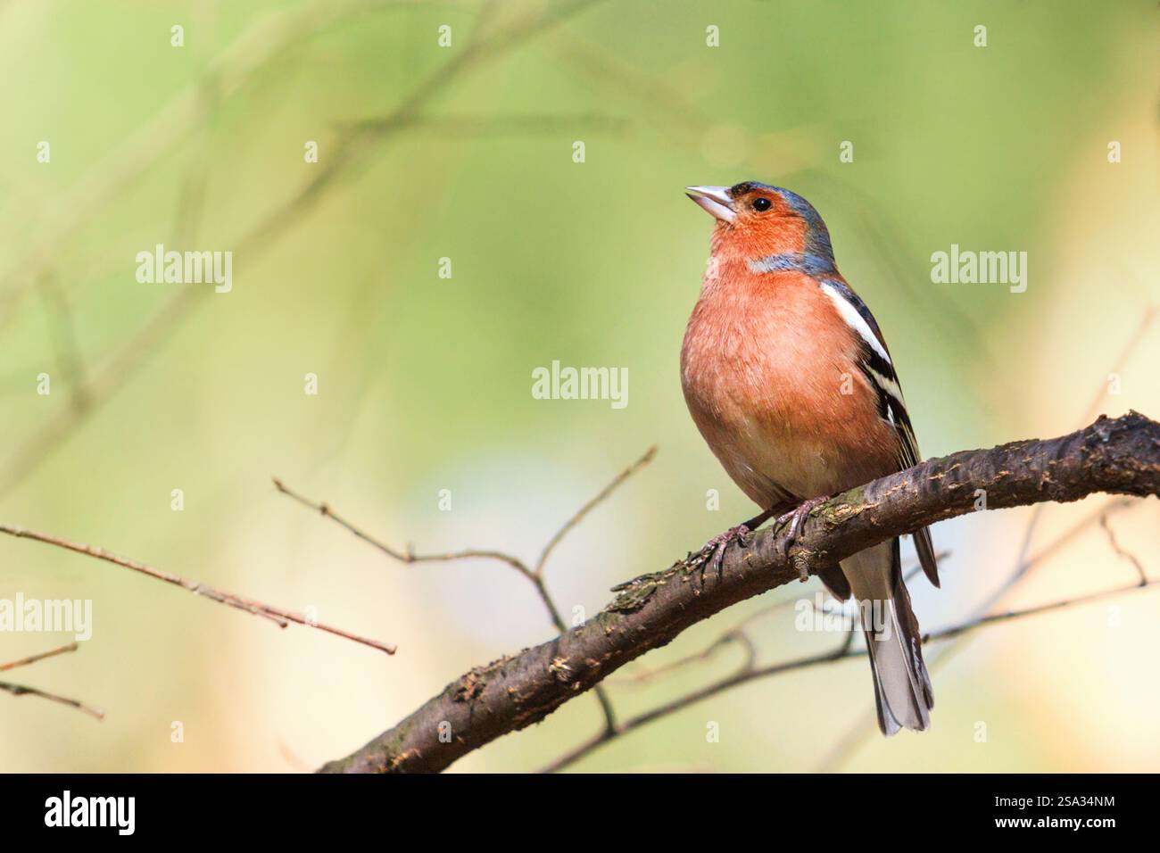 Frühlingsvogel, Kaffinsingen auf einem Zweig sitzend Stockfoto