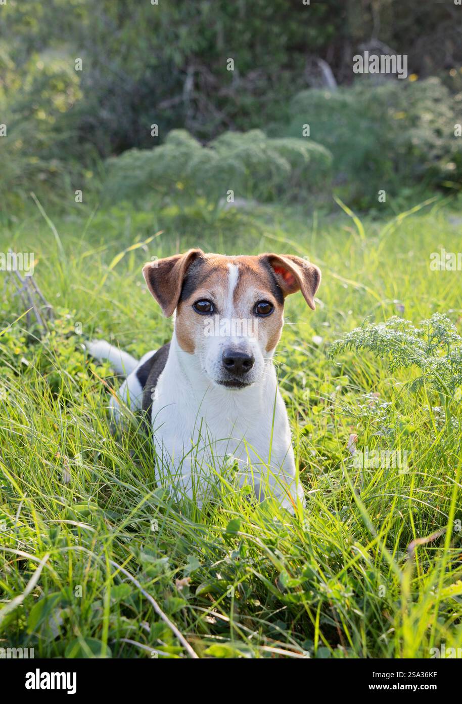 Verspielter junger Hundejäger, der im grünen Gras liegt Stockfoto