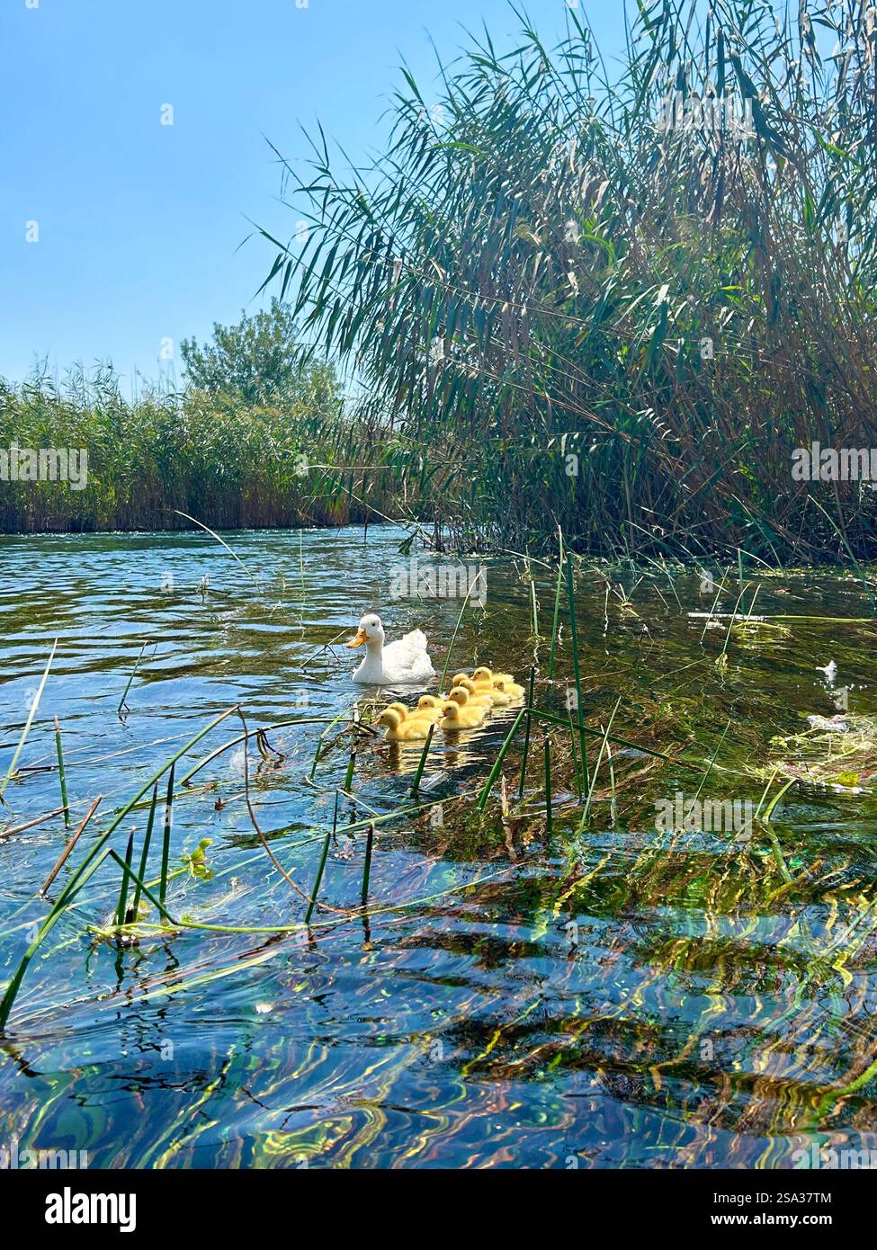 Entzückende kleine Entlein, die mit ihrer Mutter im kalten Wasser des Akyaka-Flusses schwimmen - Smartphone-aufgenommenes Stockfoto
