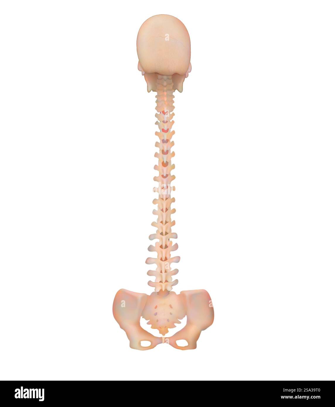 Wirbelsäule, Anatomie Wirbelsäule, Anatomie 016889 194 Stockfoto
