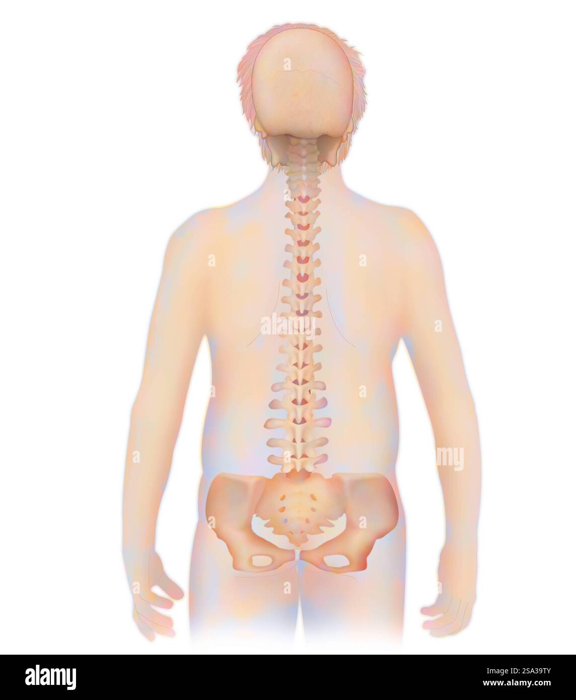 Wirbelsäule, Anatomie Wirbelsäule, Anatomie 016889 196 Stockfoto