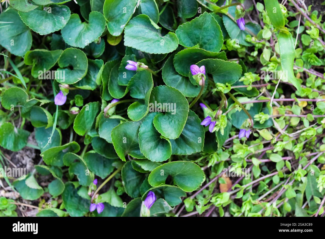 Ein Haufen kleiner lila Blumen Stockfoto
