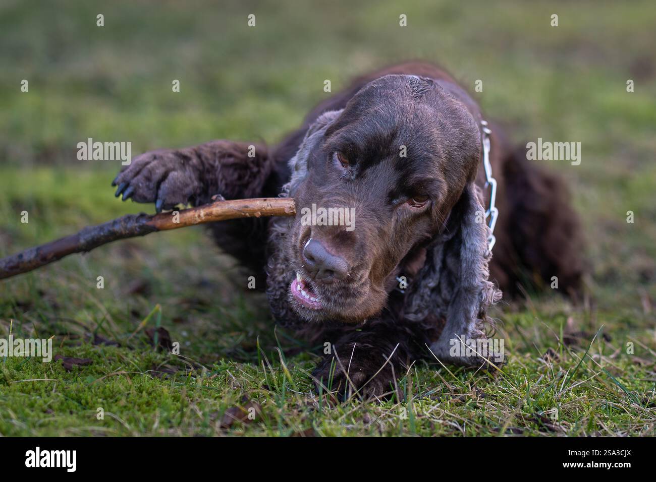 Schokoladenbrauner Cocker Spaniel kaut beim Gehen an einem Stock. Nahaufnahme. Brauner Cocker Spaniel, der im Gras liegt und Kaustock. Stockfoto