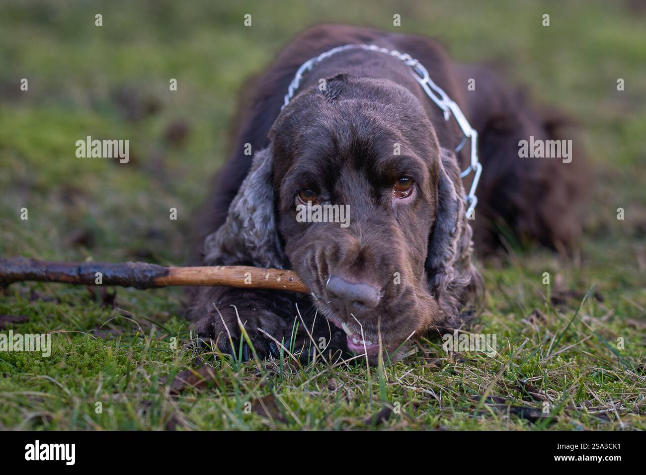 Schokoladenbrauner Cocker Spaniel kaut beim Gehen an einem Stock. Nahaufnahme. Brauner Cocker Spaniel, der im Gras liegt und Kaustock. Stockfoto