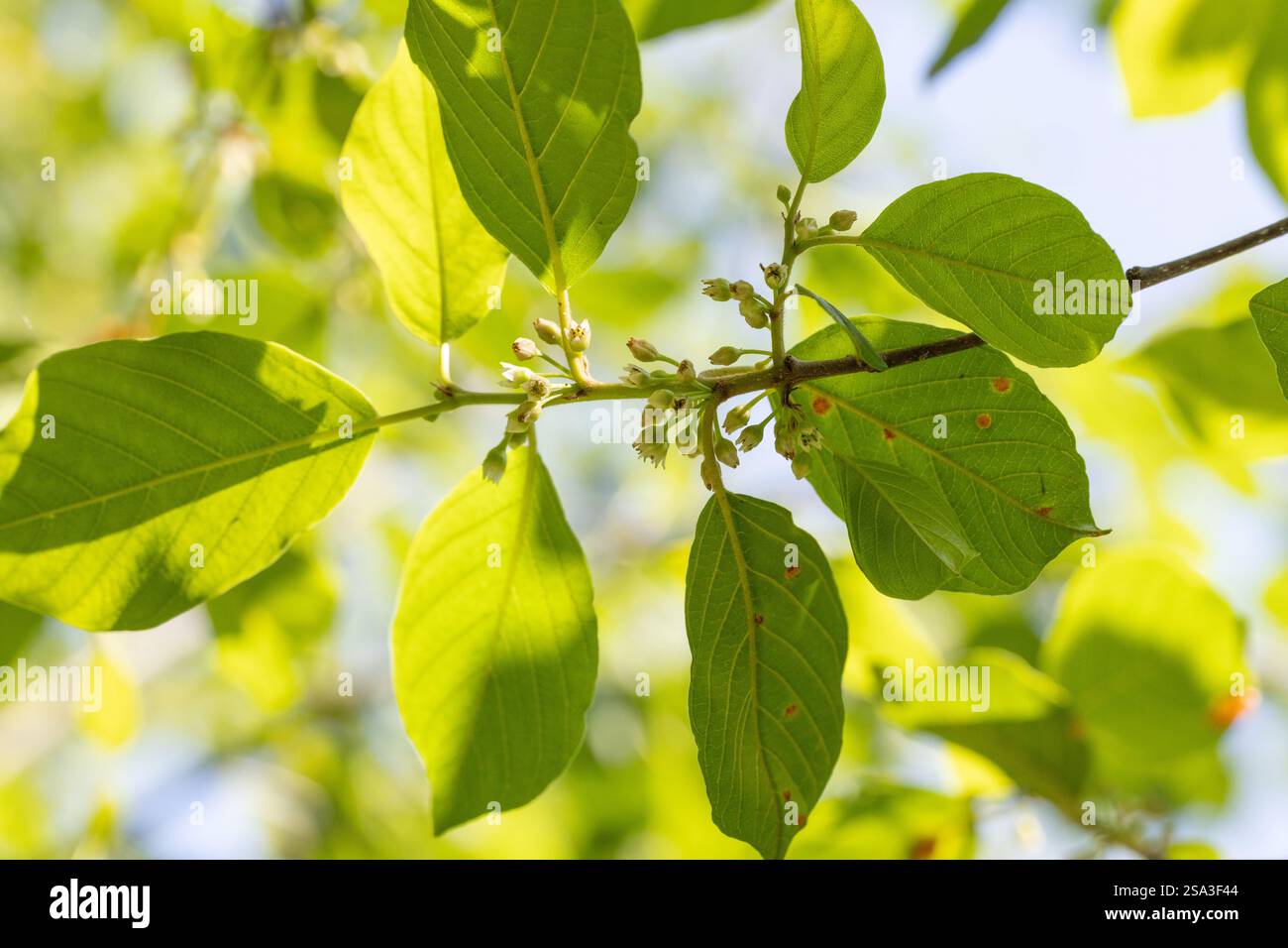 Erle Sanddorn, Frangula alnus, mit Blumen und Blättern im Juni, Südwesten Finnlands Stockfoto