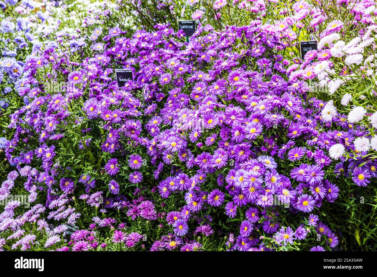 Eine erfolgreiche Ausstellung von Astern bei der Malvern Autumn Show 2024. Stockfoto