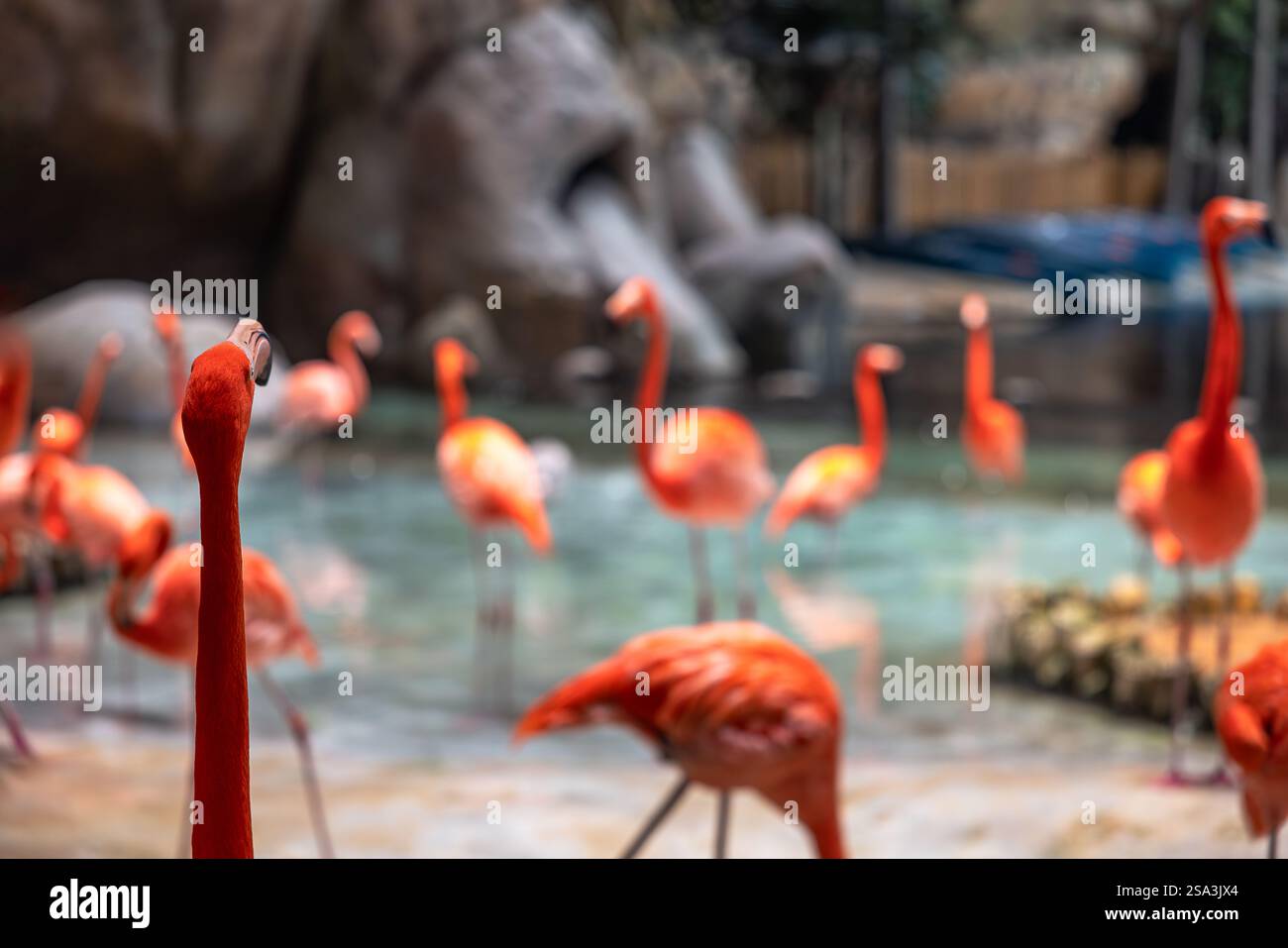 Ein Haufen Flamingos in einem kleinen See mit dem Fokus auf einen einzelnen Flamingo, der den Rest beobachtet Stockfoto