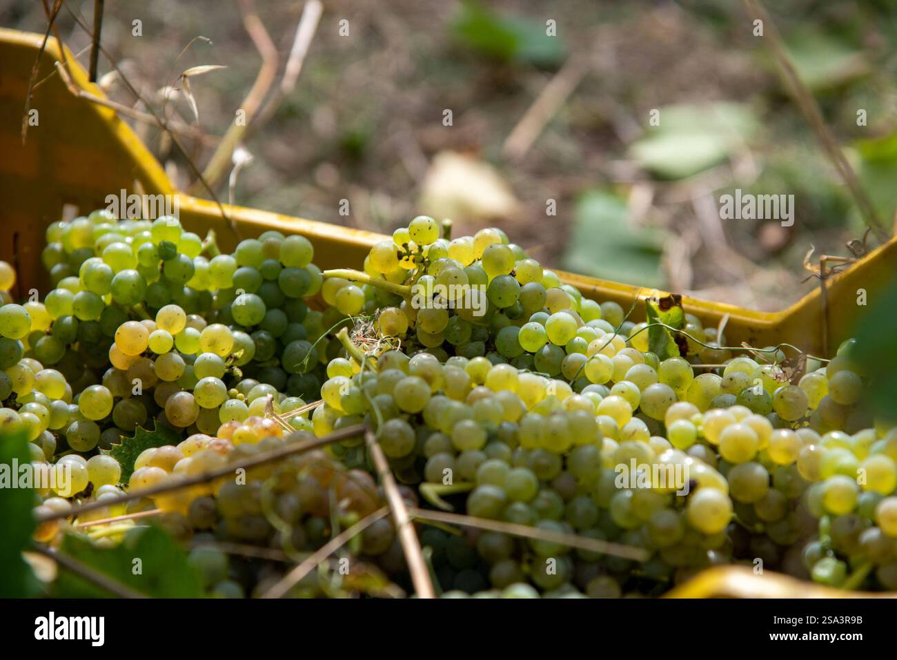 Vendemmia in Irpinia Ernte in Irpinia Stockfoto