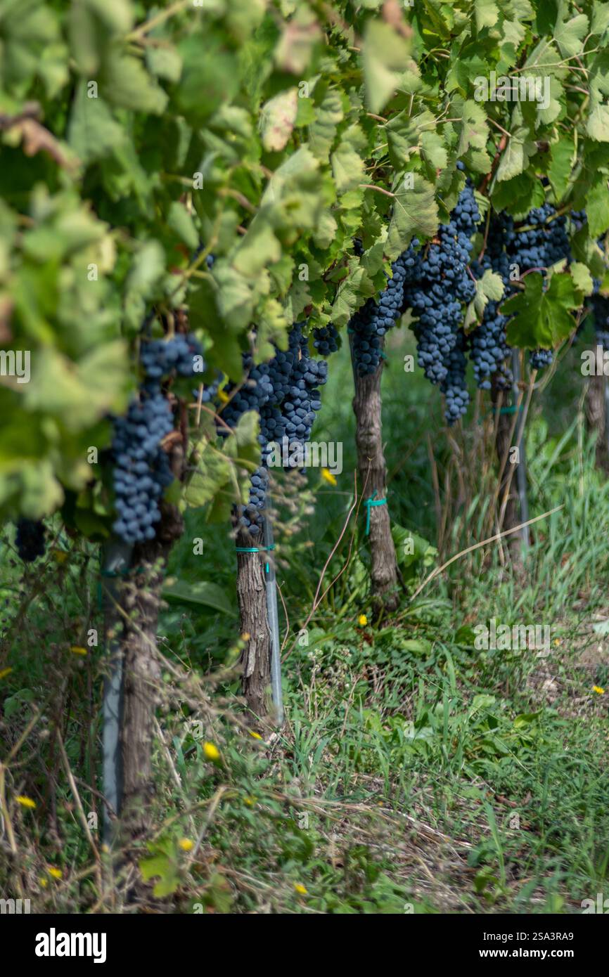 Vendemmia in Irpinia Ernte in Irpinia Stockfoto