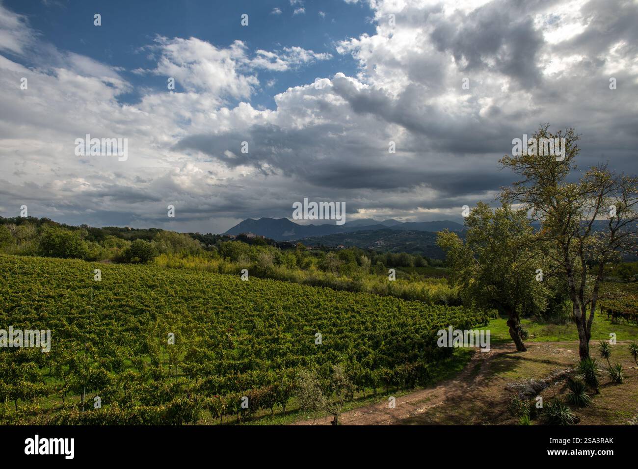 Vendemmia in Irpinia Ernte in Irpinia Stockfoto