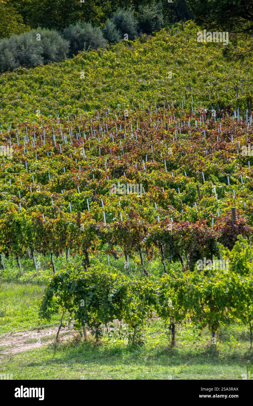 Vendemmia in Irpinia Ernte in Irpinia Stockfoto