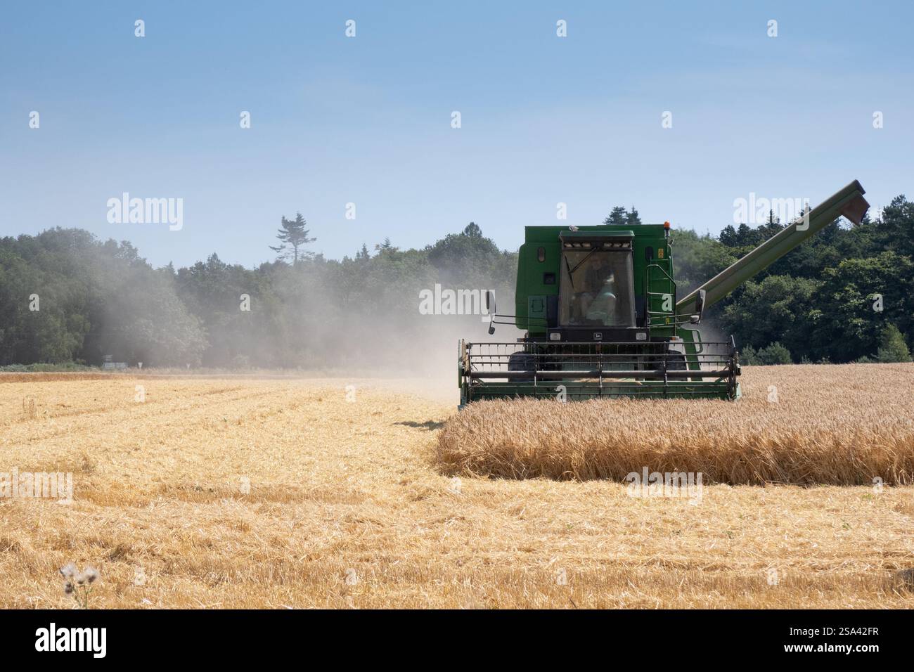 Mähdrescher, der Weizenfeld in Norfolk schneidet Stockfoto