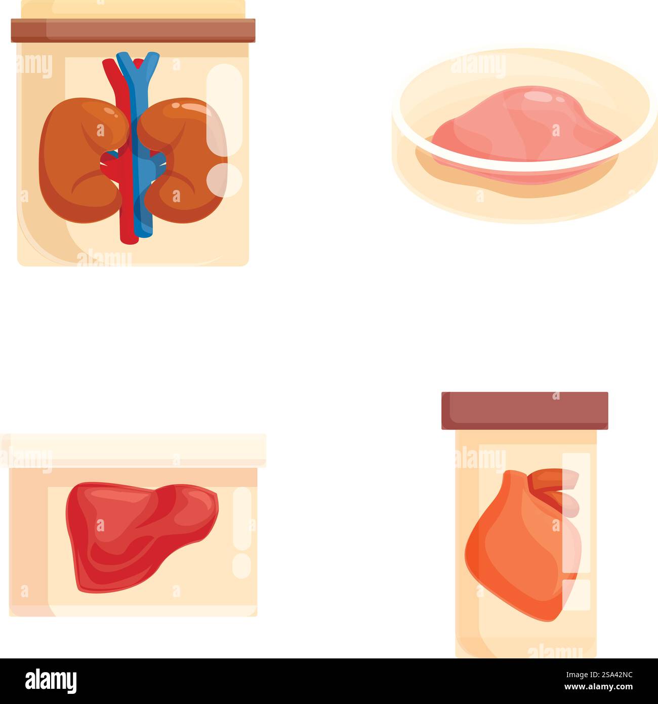 Vektorabbildungen, die eine Niere, ein Auge, eine Leber und ein Herz für medizinische Lernmaterialien zeigen. Menschliche Organe für Anatomieunterricht Stock Vektor