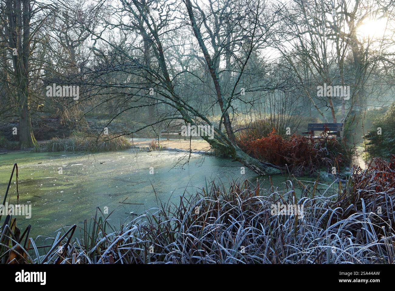Eine Winterszene im Januar, ein kalter und frostiger Tag, beleuchtet von der späten Nachmittagssonne. Ein gefrorener Teich, umgeben von nackten Bäumen und Sträuchern, bedeckt mit Raureif Stockfoto Eine Winterszene im Januar, ein kalter und frostiger Tag, beleuchtet von der späten Nachmittagssonne. Ein gefrorener Teich, umgeben von nackten Bäumen und Sträuchern, bedeckt mit Raureif Stockfoto