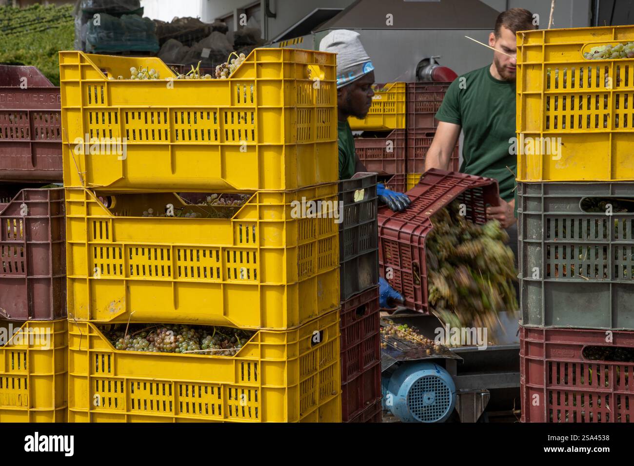 Vendemmia in Irpinia Ernte in Irpinia Stockfoto