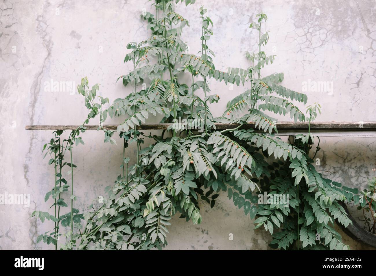 Weinrebe wächst an einer verwitterten, rissigen Wand Stockfoto