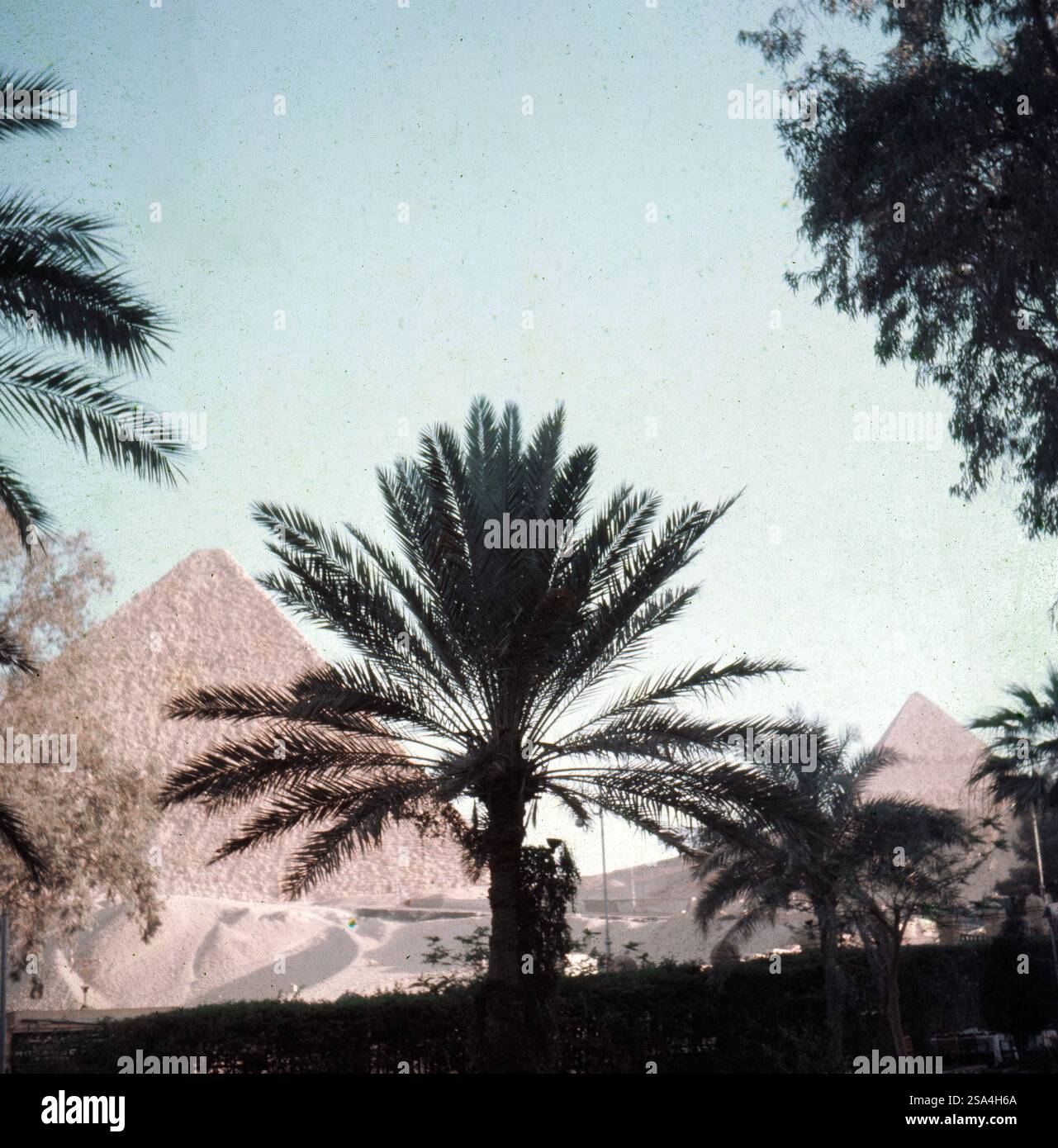 Blick vom Garten des noblen Mena House Hotel auf die Pyramiden des Cheops (links) und Chephren in Gizeh, Ägypten 1955. Blick von den Mena House Gärten auf die Pyramide von Khufu (links) und Khufre in Giza, Ägypten 1955. Stockfoto