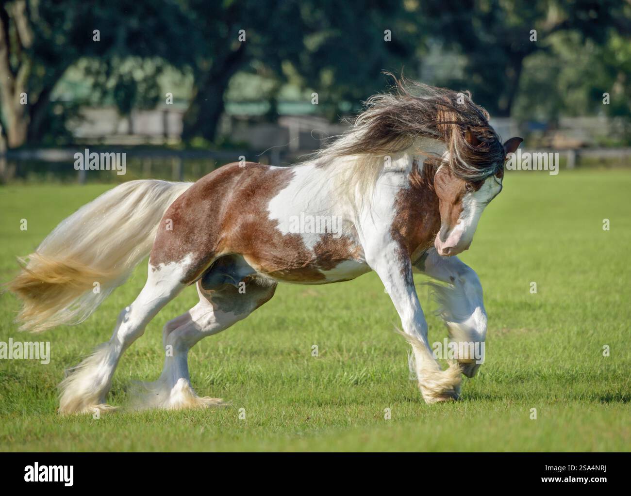 Drum Horse Hengst Stockfoto
