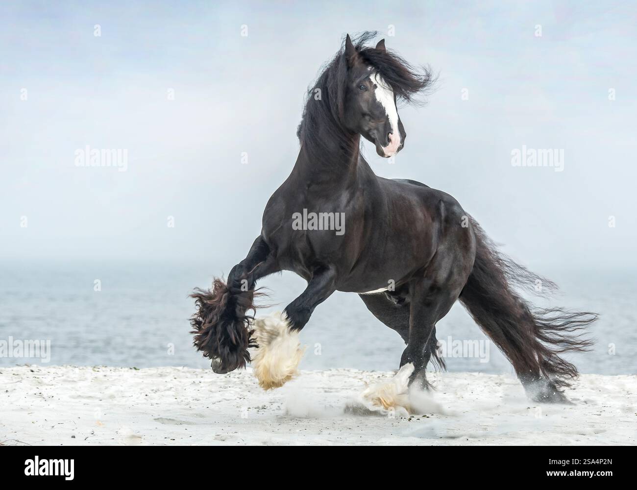 Energiegeladener Gypsy Vanner Horse Hengst tobt am Strand des Ozeans Stockfoto