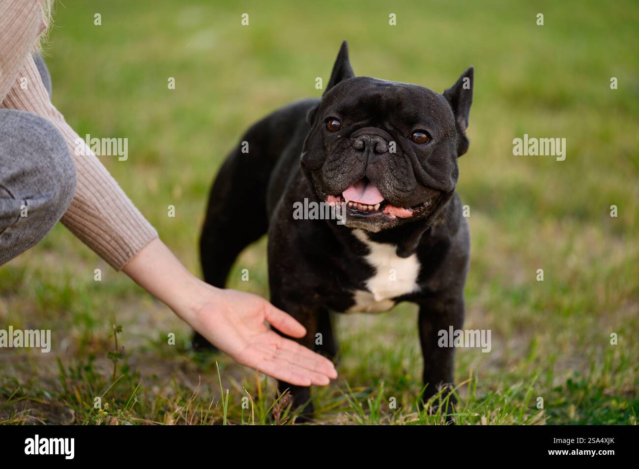 Frau trainiert Hund, trainiert schwarze französische Bulldogge draußen bei sonnigem Wetter am Sommertag, bringt ihm das Befehlen bei, die Pfote zu geben. Trainingskonzept, Hundetra Stockfoto