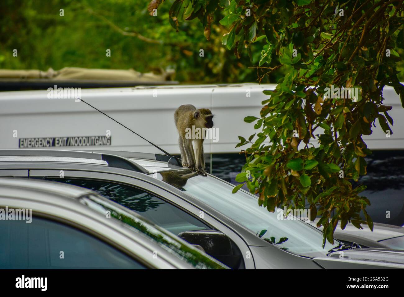 Vervet Affe (Chlorocebus pygerythrus) auf einem Auto - Kruger National Park, Südafrika Stockfoto