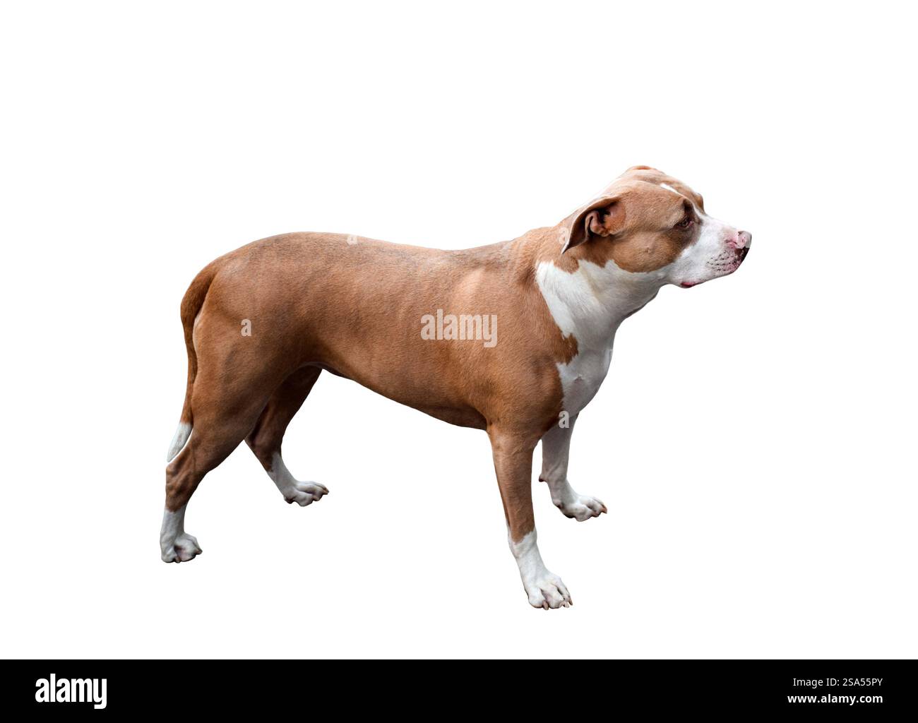Brauner und weißer amerikanischer Staffordshire Terrier Rasse Hund Seitenansicht isolierter Ausschnitt auf weißem Hintergrund Stockfoto