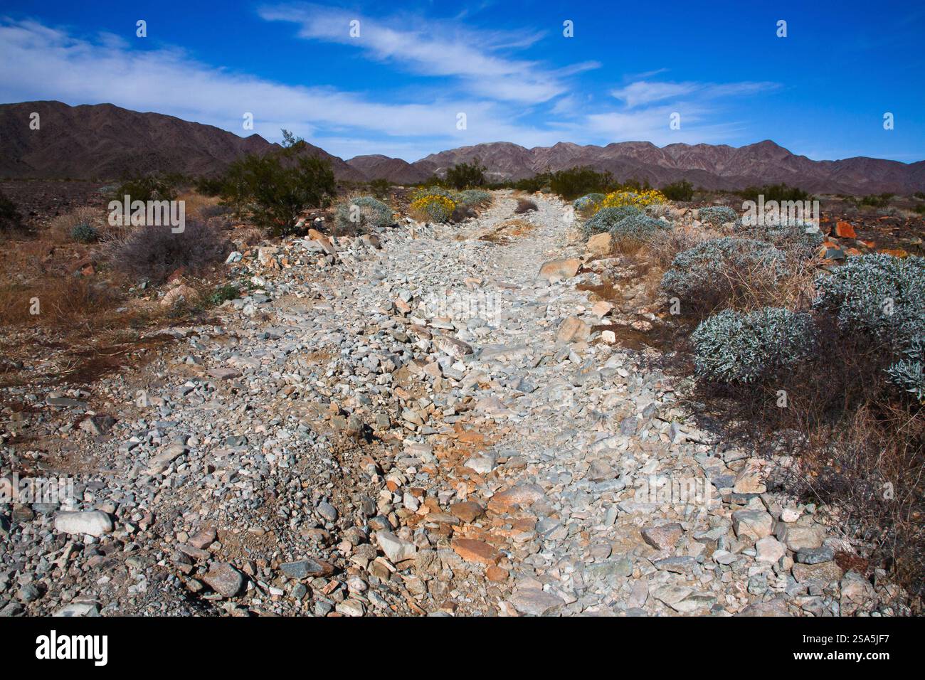 Brittlebush blüht entlang der Feldstraße Stockfoto