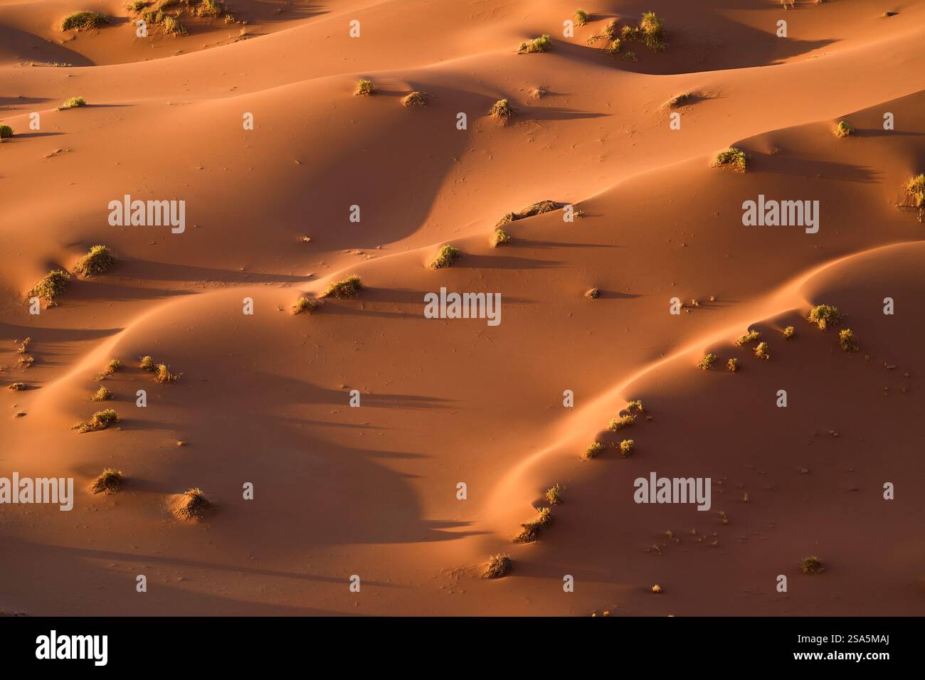 Muster von Schatten und Lichtern im Morgenlicht über Dünen und Büschen im orangen Sand, Sesriem, Sossusvlei, Düne 45, Namibia, Afrika. Stockfoto