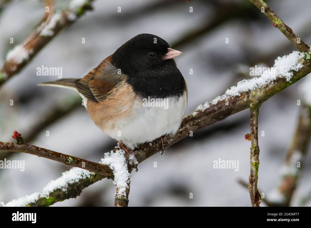 USA, Bundesstaat Washington. Titlow Park, Junco mit dunklen Augen (Oregon Race), Winterschnee Stockfoto