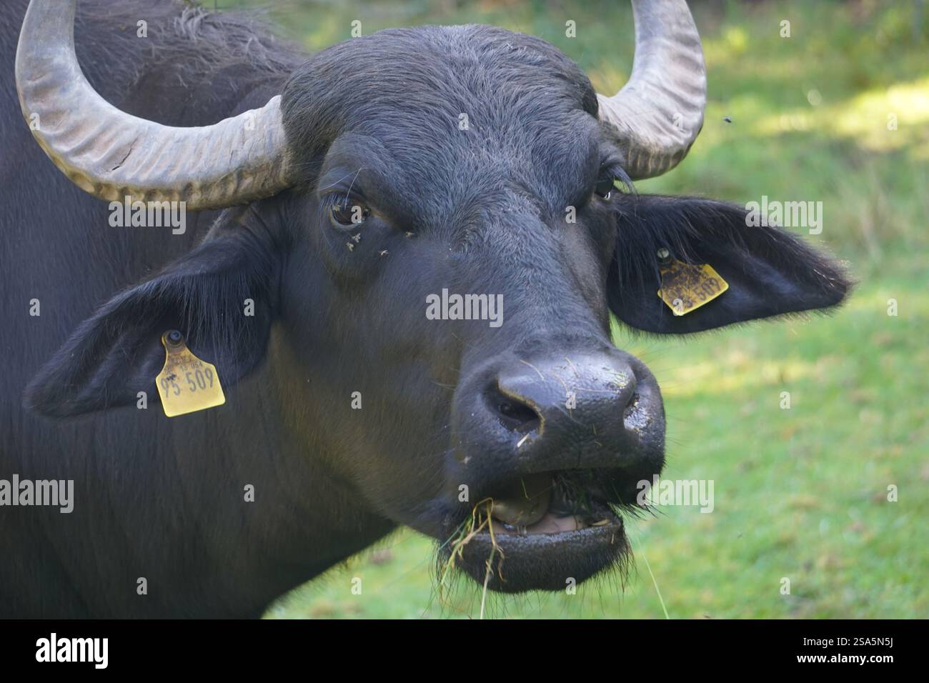 Nahaufnahme eines dunklen schwarzen Wildwasserbüffels mit massiven Hörnern, die Gras auf einer grünen Wiese kauen. Stockfoto