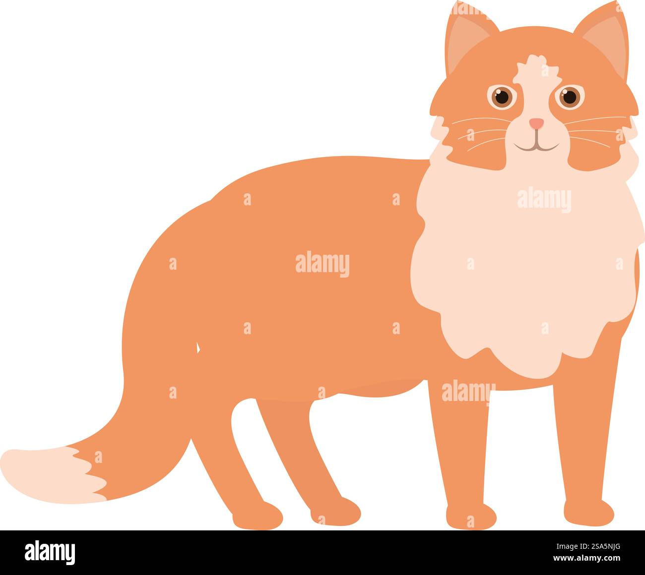 Die bezaubernde orangene Tabbykatze mit flauschiger Brust steht und blickt nach vorne. Entzückende orangene Tabbykatze, die auf weißem Hintergrund steht Stock Vektor