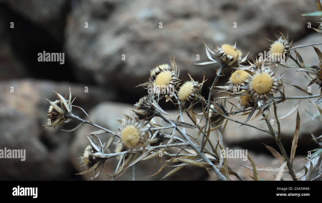 Nahaufnahme der getrockneten Blüten der Pflanze malpica de cumbre (Carlina xeranthemoides). Ein auf Teneriffa endemischer Sträucher. Hintergrund eines Steins aus dem Fokus. Stockfoto