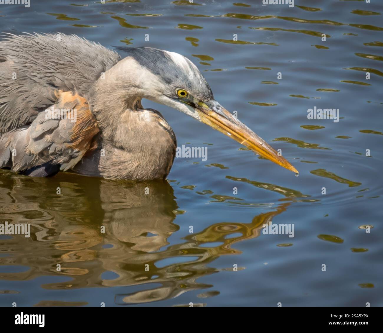 Großer Blaureiher auf der Suche nach Essen. Stockfoto