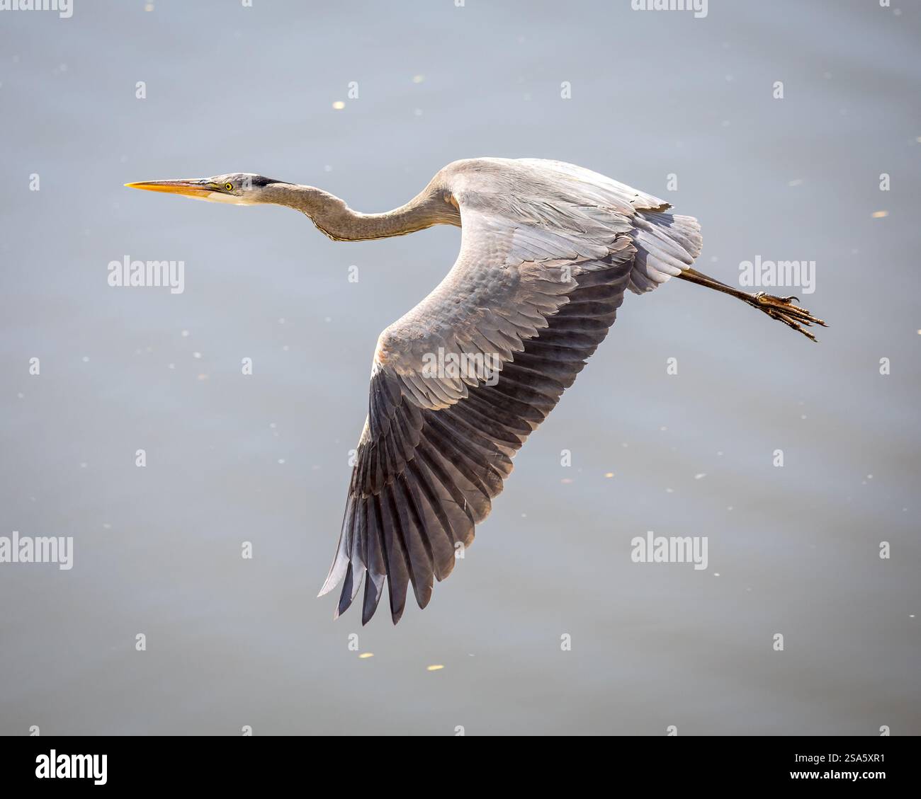 Großer Blaureiher fliegt und sucht nach Essen. Stockfoto