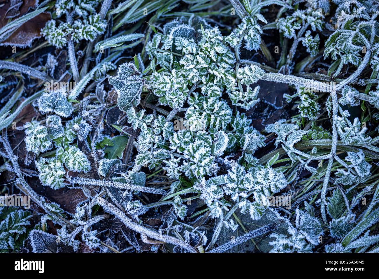 Ein Blick aus einem hohen Winkel auf die frostigen Blätter im ländlichen Sussex an einem Wintertag Stockfoto