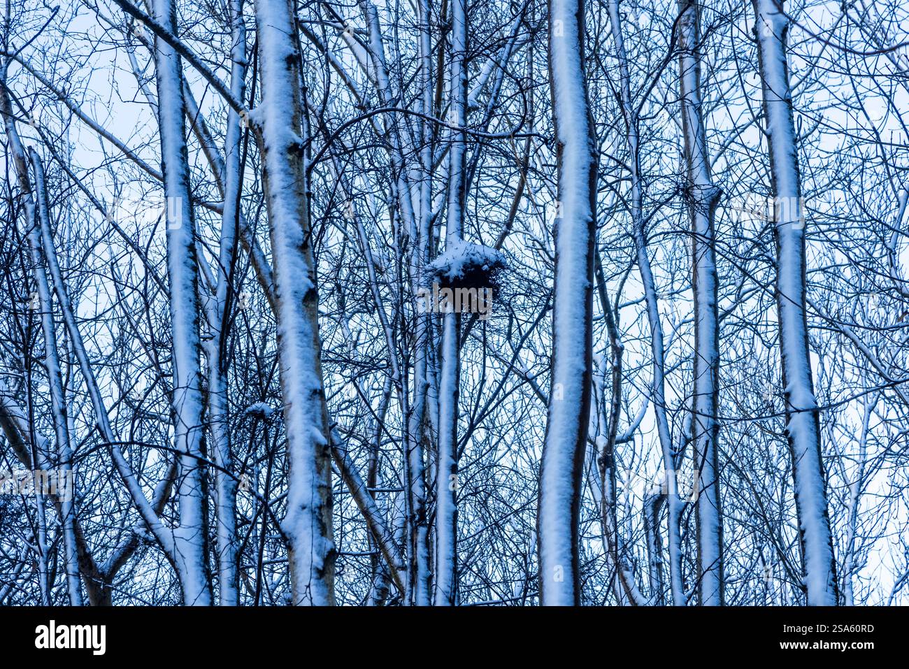 Ein Blick auf Bäume in einem Sussex-Wald, mit Schnee auf den Stämmen an einem Wintertag Stockfoto