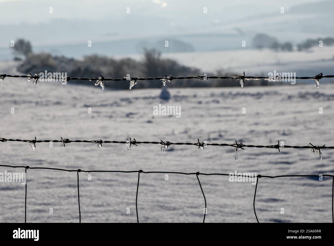 Nahaufnahme eines Stacheldrahtzaugs mit Eiskristallen an einem schneebedeckten Januartag Stockfoto