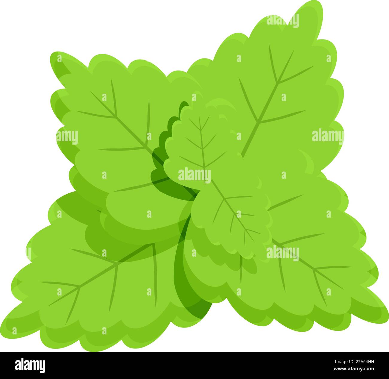 Diese Abbildung zeigt eine Gruppe frischer Minzblätter, die zusammen wachsen. Grüne Minzblätter wachsen in einer gesunden Gruppe Stock Vektor