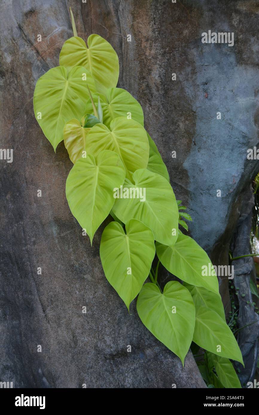 philodendron tatei congo Philodendron tatei 'Rojo Congo'