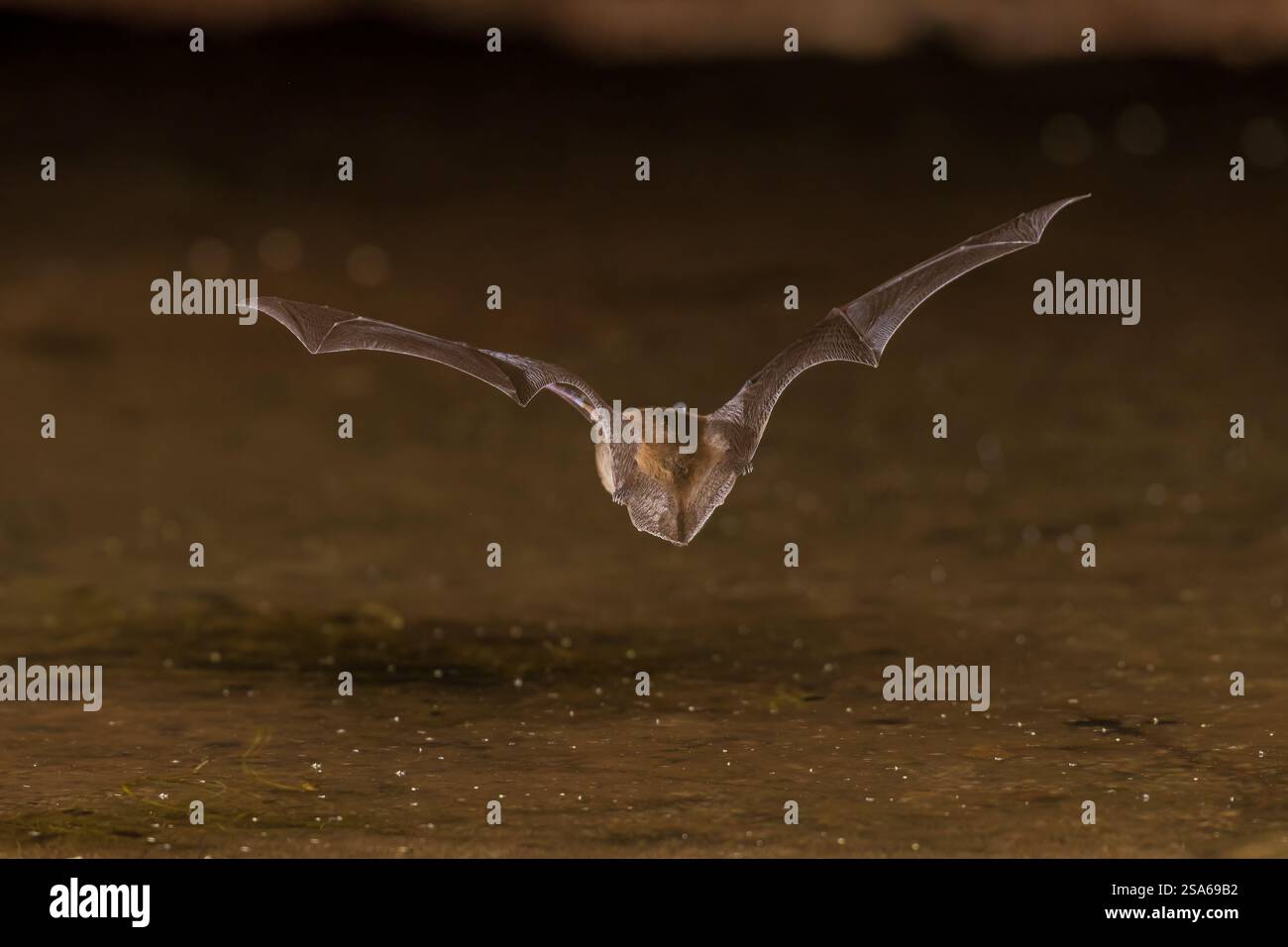 Big Brown bat Skimming Teich für einen Drink, Pima County, Arizona. Stockfoto
