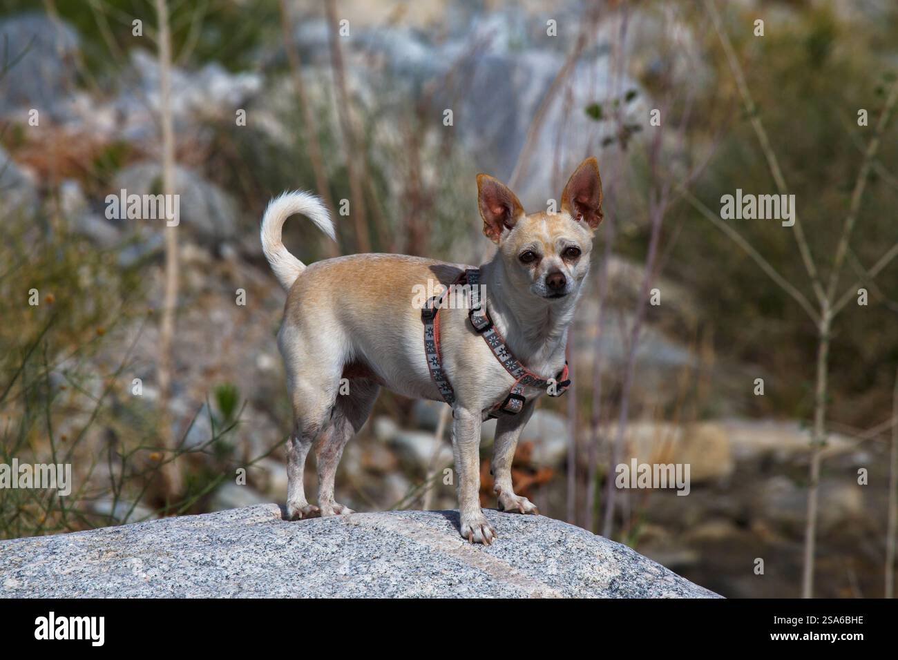Mission Creek Preserve, Colorado Desert, Kalifornien Stockfoto