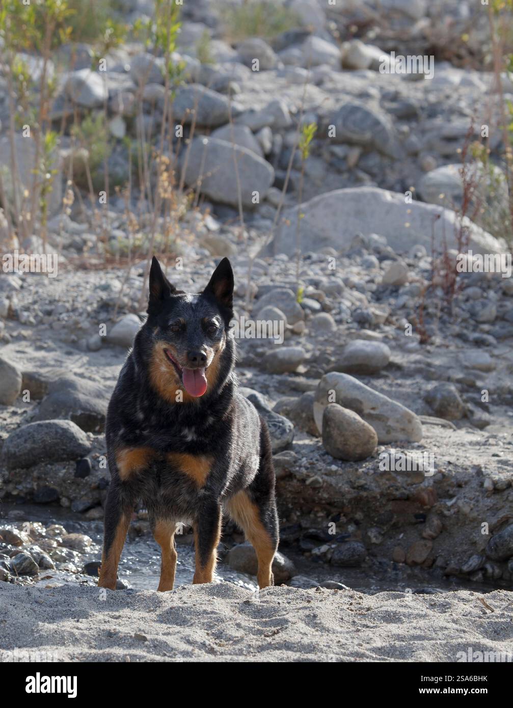 Mission Creek Preserve, Colorado Desert, Kalifornien Stockfoto